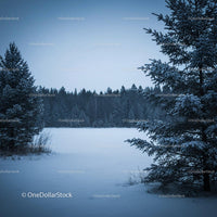 Snow-covered pine trees framing a quiet winter forest