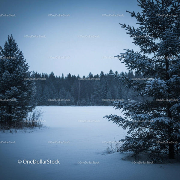 Snow-covered pine trees framing a quiet winter forest