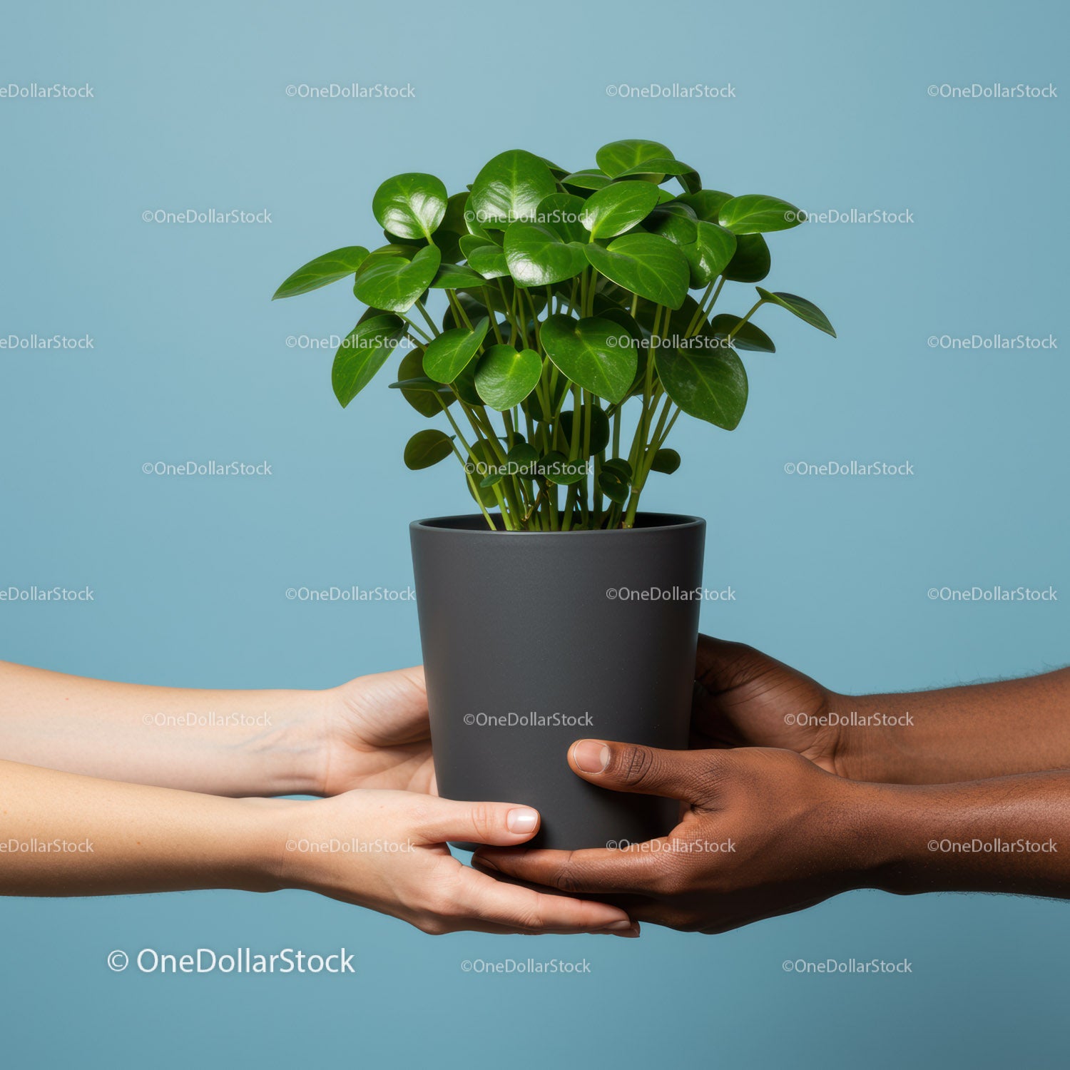 Two pairs of hands exchanging green potted plant
