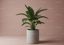 Green Houseplant in Minimalist Ceramic Pot for Modern Interior Decor