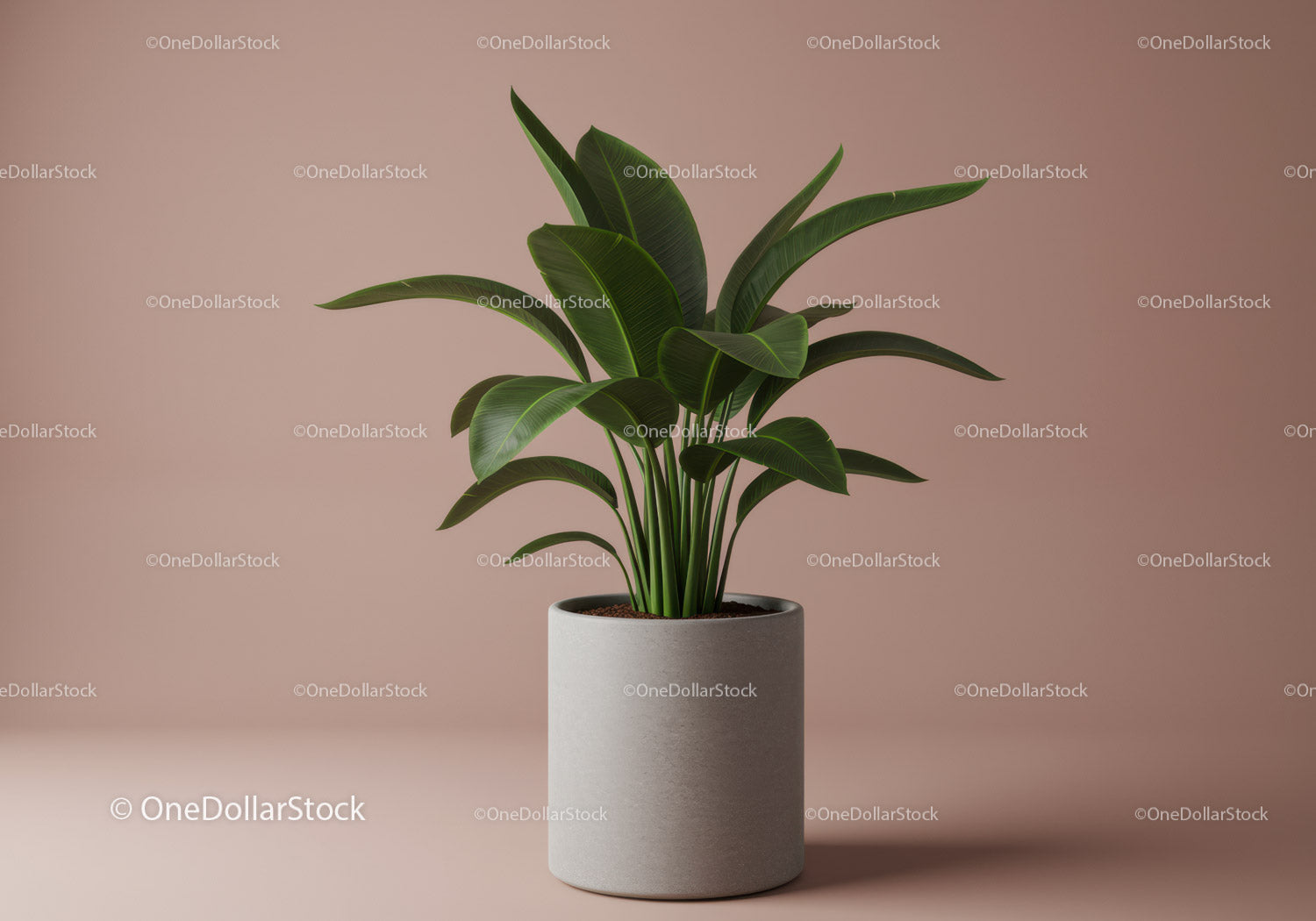 Green Houseplant in Minimalist Ceramic Pot for Modern Interior Decor
