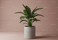 Green Houseplant in Minimalist Ceramic Pot for Modern Interior Decor