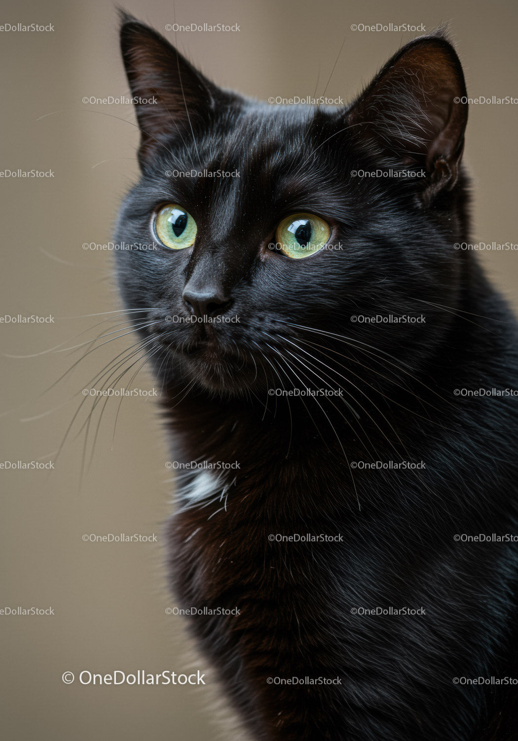 Closeup portrait of a black cat with yellow eyes