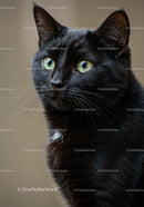 Closeup portrait of a black cat with yellow eyes