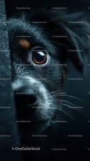 Close-Up of a Black and White Dog Face with Expressive Eye