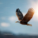 Majestic Bald Eagle Soaring in Sky with Outstretched Wings