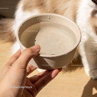 Hand Offering Water Bowl to Curious Cat in Sunlight