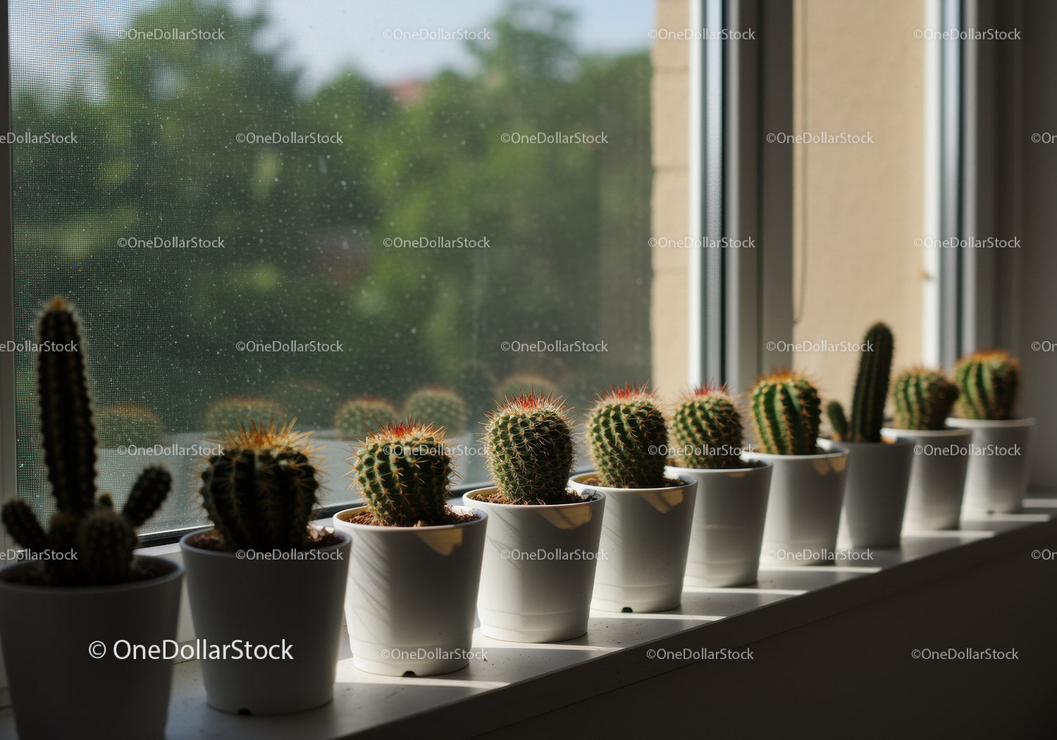 Collection of Small Cactus Plants in White Pots on Windowsill