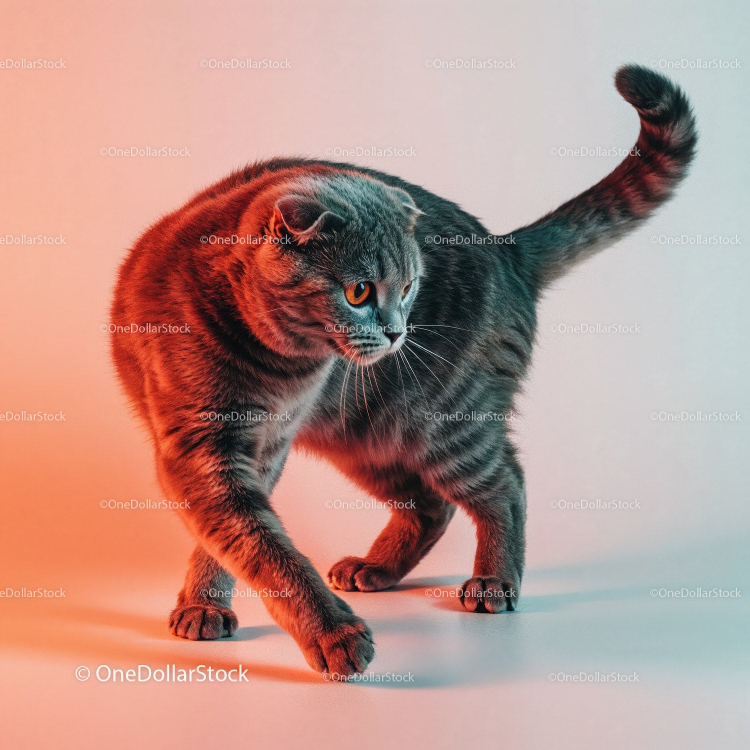 Playful Grey Tabby Cat in a Dynamic Pose with Striped Fur