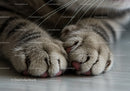 Close up of relaxed cat paws on wooden floor