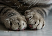 Close up of relaxed cat paws on wooden floor