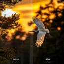 animal photography edit with Wildlife Lightroom presets
