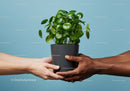 Hands exchanging potted green plant on blue background