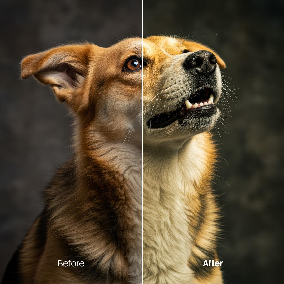 Before and after Animal Portraits LUT Pack effect