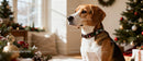 Beagle Dog with Festive Collar by Christmas Tree