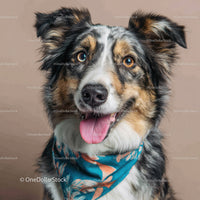 Australian Shepherd Dog Wearing Blue Bandana with Bright Eyes
