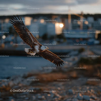 Majestic Osprey Flying Over Coastal Waters at Sunset