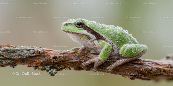 Close-Up of a Green Tree Frog on a Tree Branch