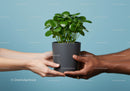 Hands sharing green potted plant on blue background