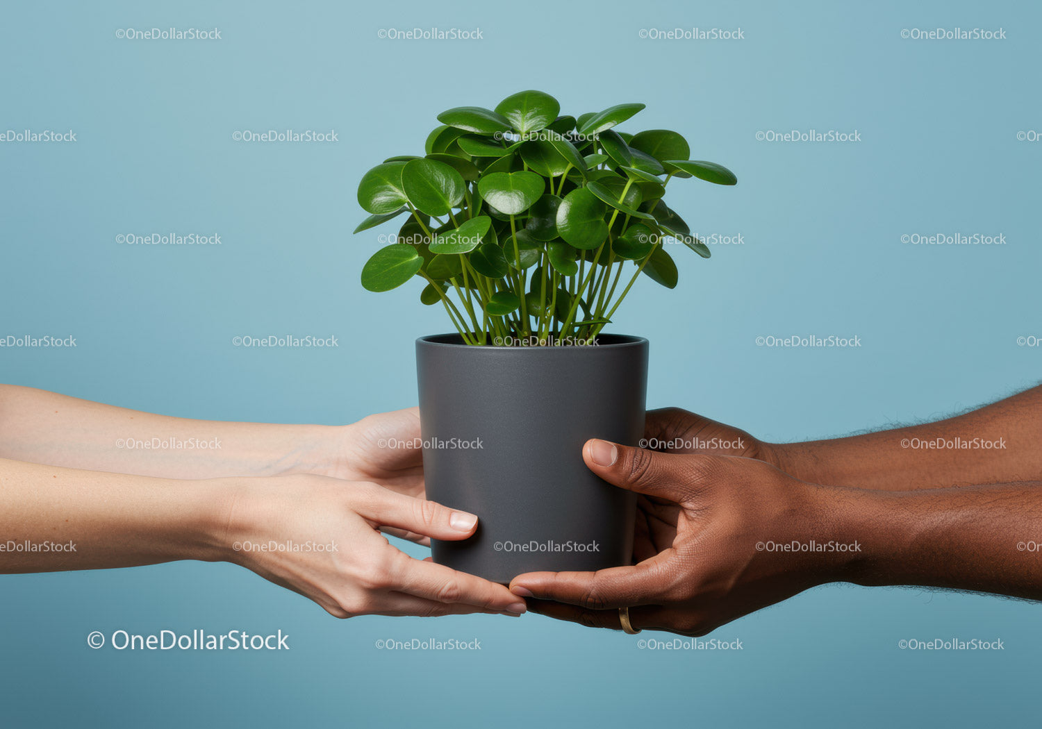 Hands sharing green potted plant on blue background