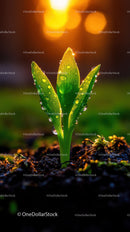 Fresh Green Seedling with Dew Drops in Natural Soil Landscape