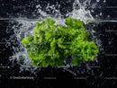 Fresh Parsley Leafy Green Herb for Culinary and Garnish Uses