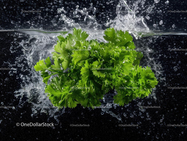 Fresh Parsley Leafy Green Herb for Culinary and Garnish Uses