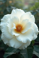 Beautiful White Hibiscus Flower in a Lush Garden