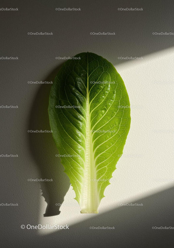 Fresh green romaine lettuce leaf with shadow on wall