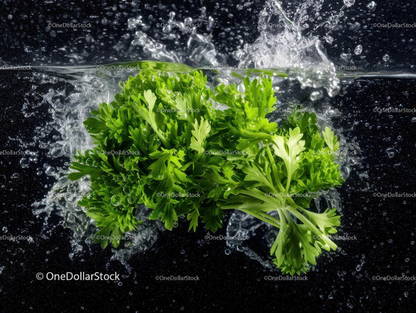 Fresh Herb Bunch of Parsley and Lemon Balm for Culinary Use
