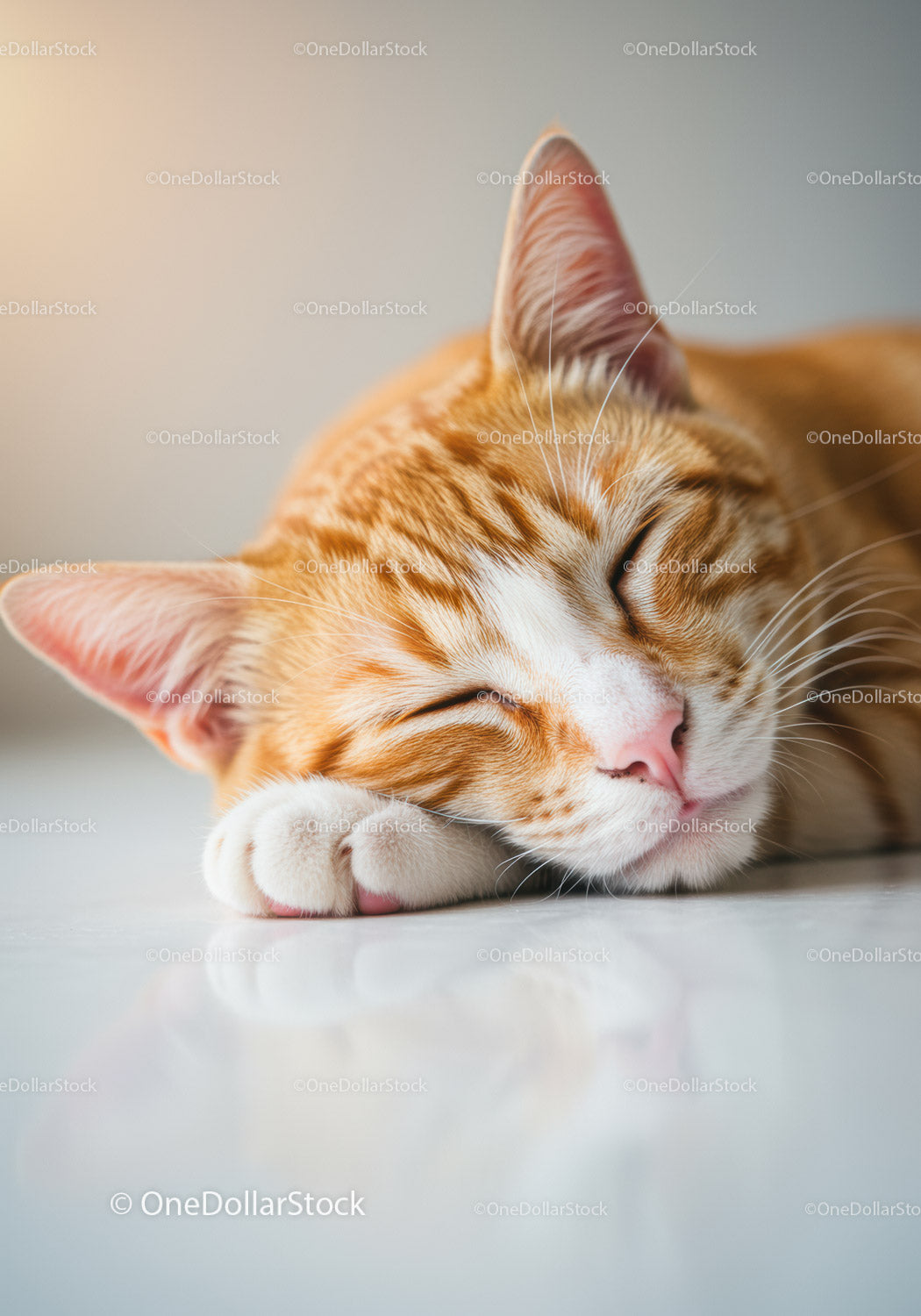 Sleeping ginger cat resting peacefully on glossy floor