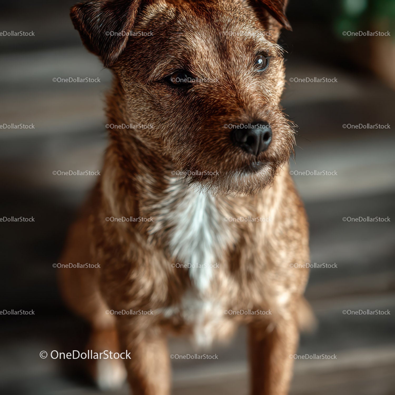 Adorable Brown Puppy Close-Up Portrait with Playful Expression