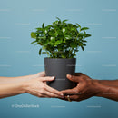 Two hands exchanging green potted plant on blue background