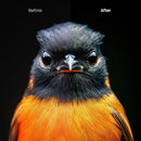 Animal Portraits XMP presets color grading preview