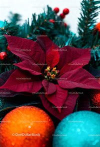 Closeup of red poinsettia with colorful Christmas decorations