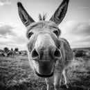 Close-up of a Donkey in a Rural Landscape
