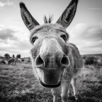 Close-up of a Donkey in a Rural Landscape