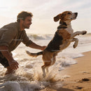 Man Playing with Beagle Dog on Sunny Beach Shore