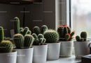 Collection of Green Cacti in White Pots Near Sunlit Window