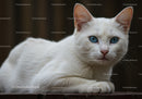 Close Up of White Cat with Piercing Blue Eyes