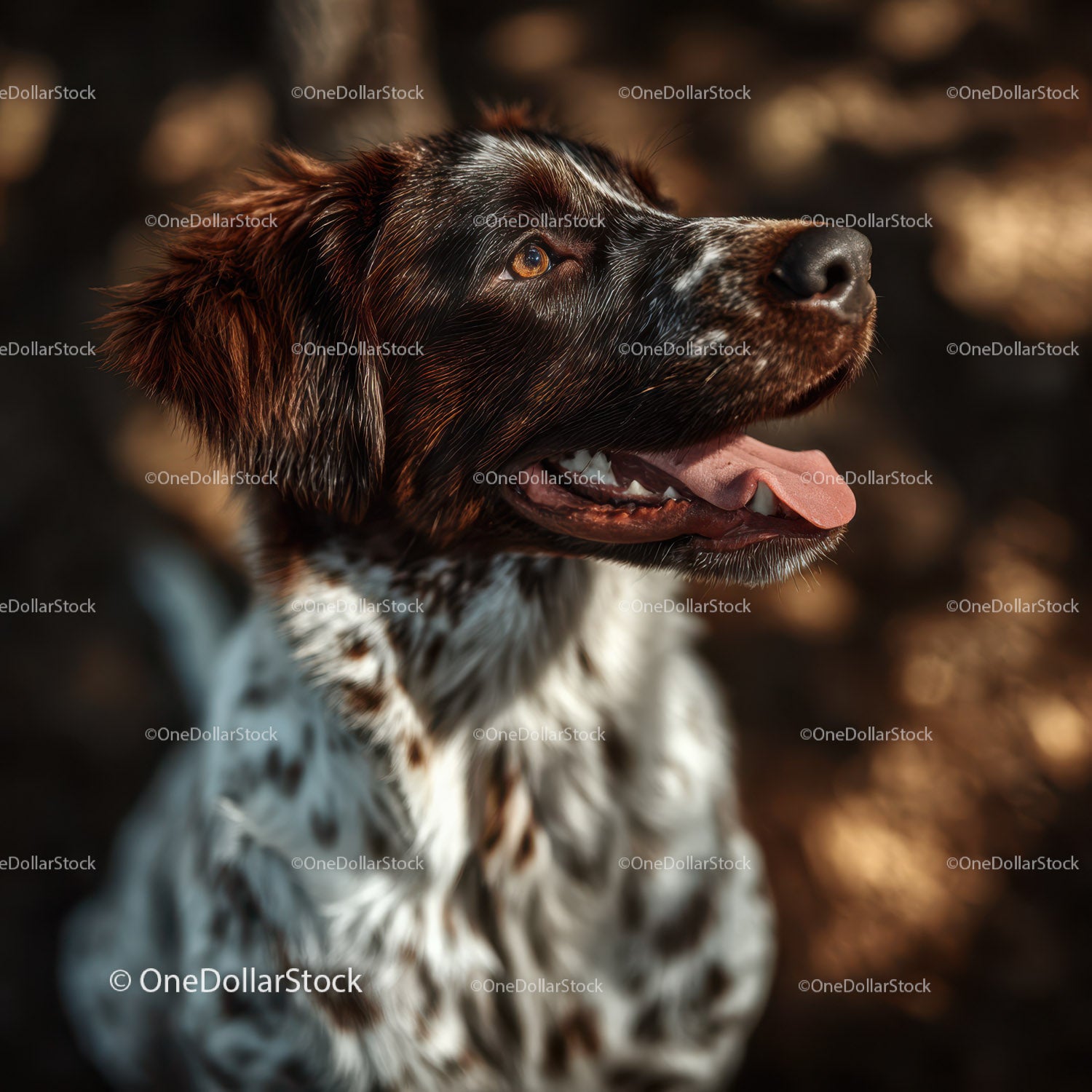 Brązowo-biały pies rasy springer spaniel patrzący w górę w świetle słonecznym