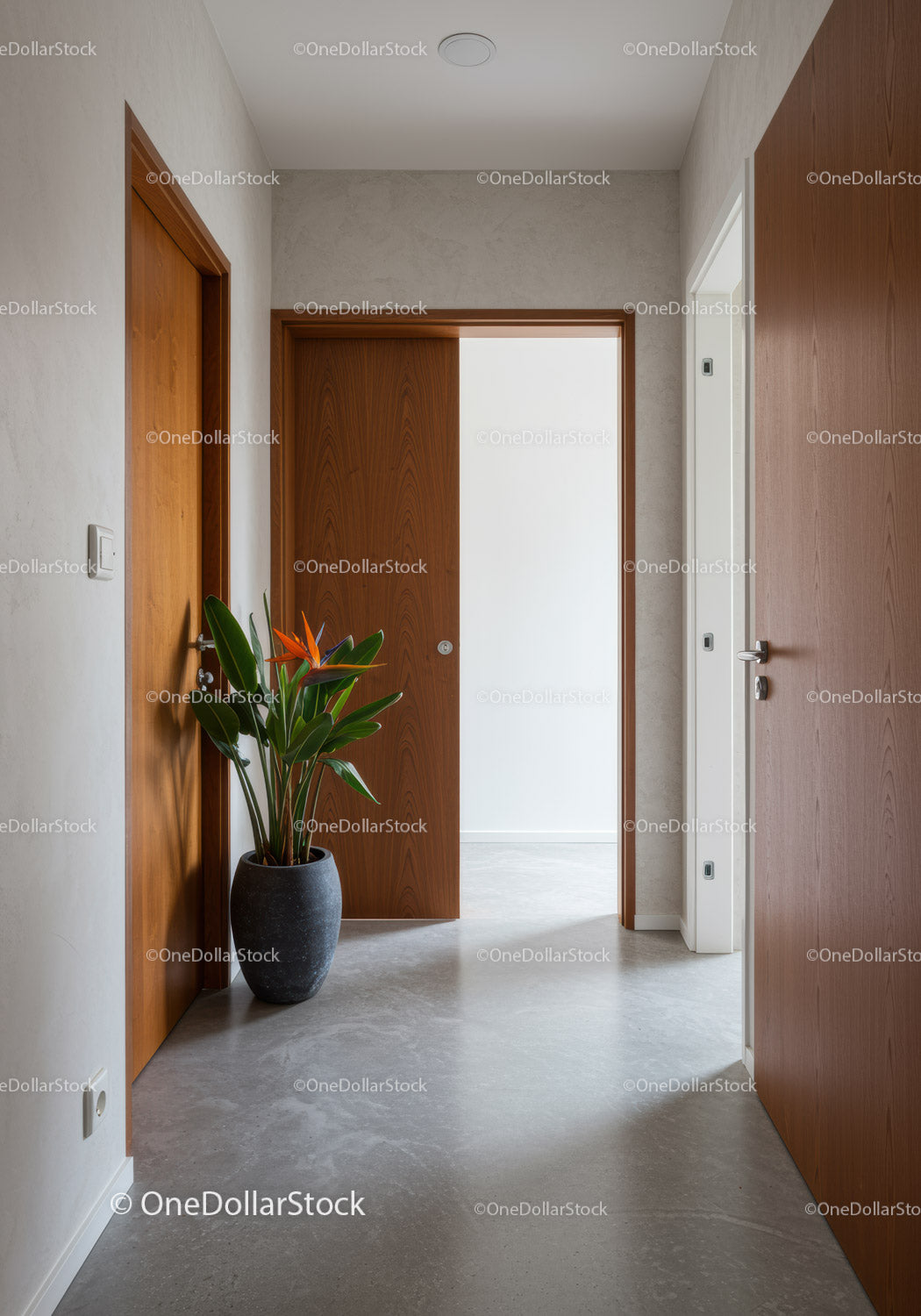 Minimalist Hallway with Wooden Doors and Green House Plant