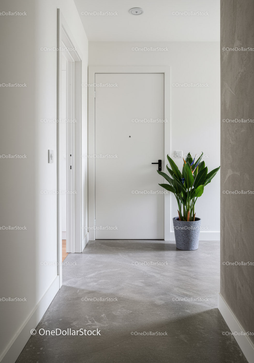 Minimalist White Door Entrance Hall with Green Potted Plant