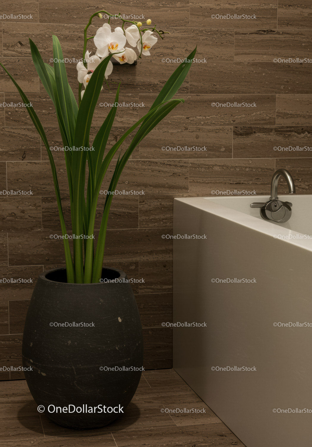 White Orchid in Black Pot in Modern Bathroom Interior
