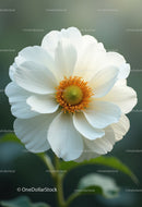 Elegant White Flower Blooming in a Serene Garden Scene