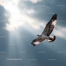 Seagull in Flight Against Dramatic Sky with Cloud Scenery
