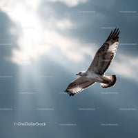 Seagull in Flight Against Dramatic Sky with Cloud Scenery