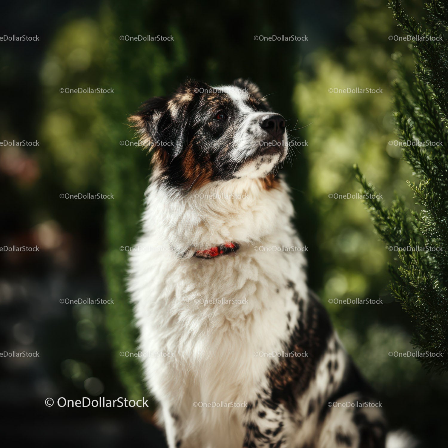 Australian Shepherd Dog in Outdoors Surrounded by Greenery