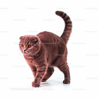 Playful Grey Tabby Cat in a Dynamic Pose with Striped Fur