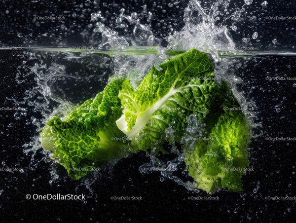 Fresh Romaine Lettuce Under Water Splash with Vibrant Green Leaves